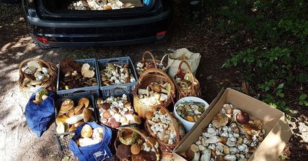 Gdzie na grzyby? Zaczęło się już wielkie grzybobranie 2019