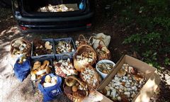 Gdzie na grzyby? Zaczęło się już wielkie grzybobranie 2019