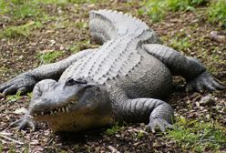 Powodzie w Australii: krokodyle i węże na ulicach miast. To największa powódź od 100 lat