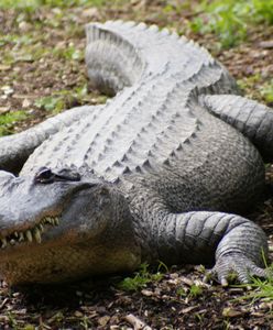 Powodzie w Australii: krokodyle i węże na ulicach miast. To największa powódź od 100 lat