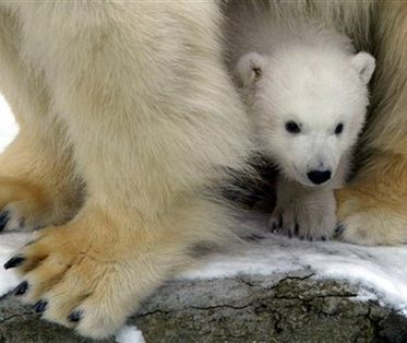 Niedźwiedziom puszczają nerwy