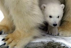 Niedźwiedziom puszczają nerwy