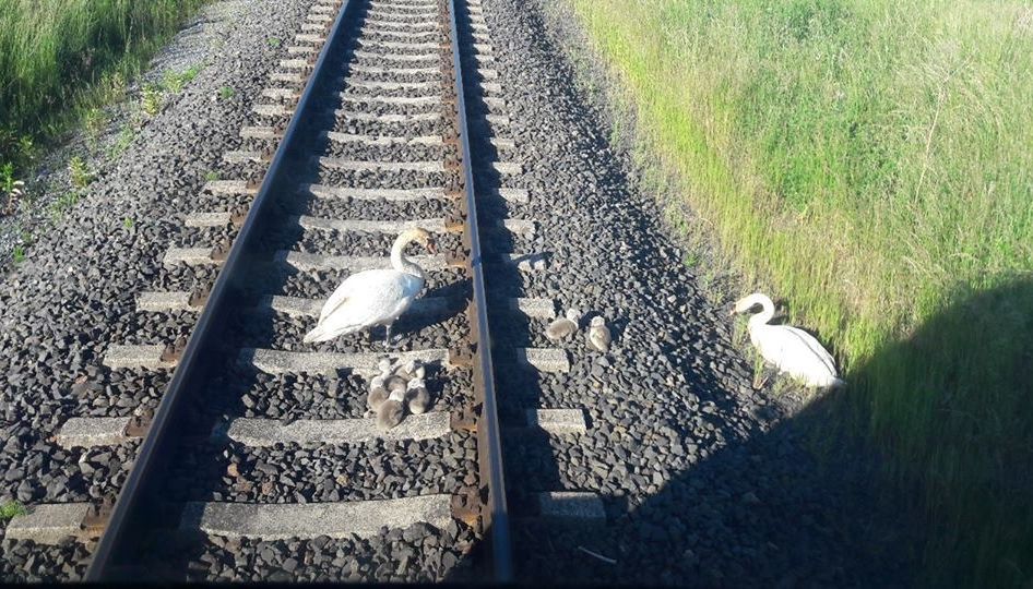 Ruch pociągów w Trójmieście zablokowany na 5 godzin. Przez... łabędzie