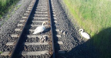 Ruch pociągów w Trójmieście zablokowany na 5 godzin. Przez... łabędzie