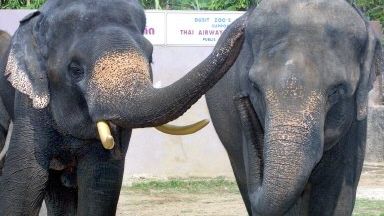 Pieprz odstraszy słonie