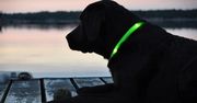 Glodoggie: świecąca obroża dla psa
