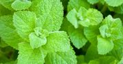 Do czego wykorzystać świeżą miętę. 5 pomysłów na aromatyczne dania