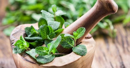 Mięta – aromatyczny dodatek do dań