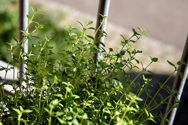 Tymianek to zioło, które zawiera dużą ilość magnezu.