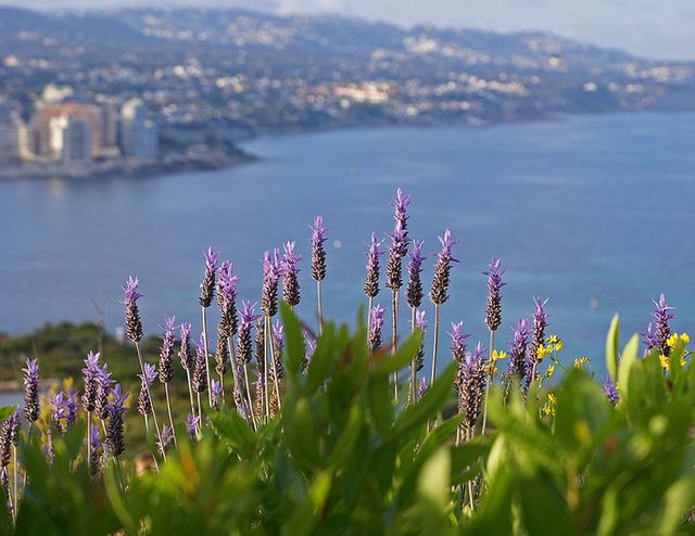 Lawenda wykazuje wiele właściwości prozdrowotnych.