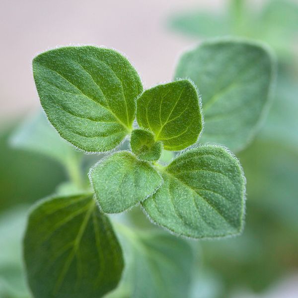 Oregano zawiera w swoim składzie ponad 20 razy więcej przeciwutleniaczy niż inne zioła.