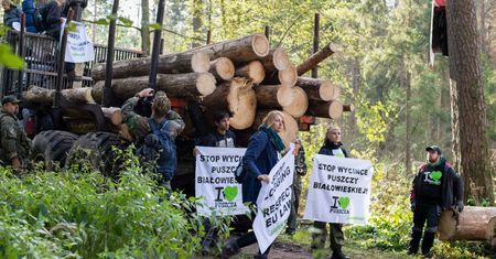 Las Bawarski jak Białowieża. "Hodujesz korniki, ty świnio”