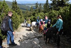 Turyści wybrali się na Śnieżkę. Wsadzili dzieci na kucyki