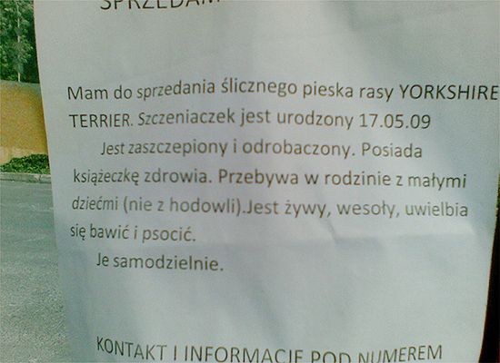 Obraz