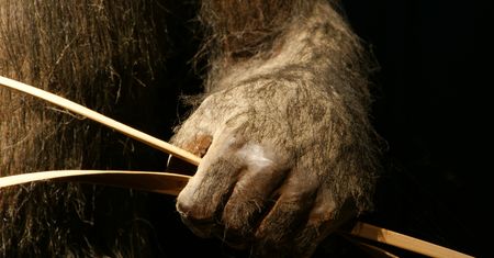 Obalili teorię o pochodzeniu człowieka. Historię świata trzeba pisać od nowa