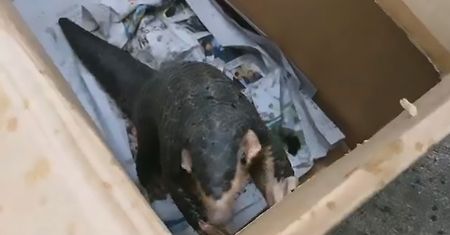 Koronawirus. Wiadomo, jakie zwierzę przeniosło wirusa z nietoperzy na ludzi