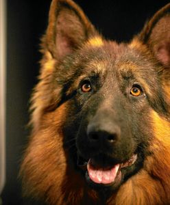 Kujawsko-Pomorskie: 9-latka została dotkliwie pogryziona przez psy