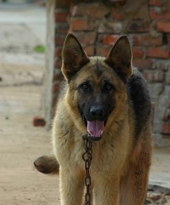 Opolszczyzna: 5-latek dotkliwie pogryziony przez psa. Malca broniła ciężarna matka