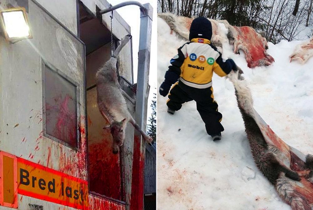 Zabrali przedszkolaki na lekcję do rzeźni. W sieci hejt