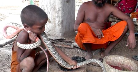 Kobry zamiast zabawek