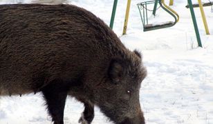 Dzik zaatakował matkę z dwójką dzieci w Rzeszowie