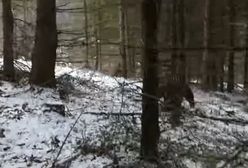Niedźwiedź zaskoczył leśnika. Na filmie słychać krzyki
