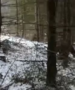 Niedźwiedź zaskoczył leśnika. Na filmie słychać krzyki