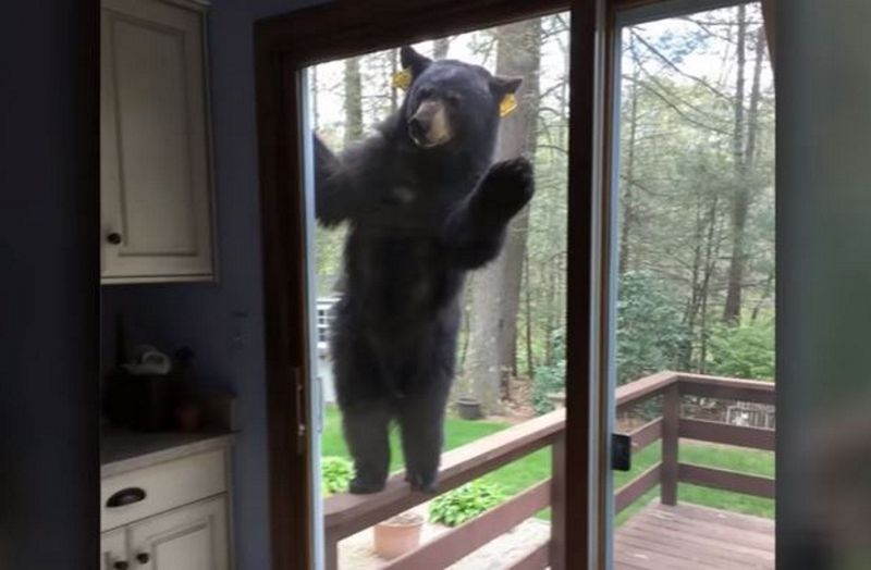Niedźwiedź próbował dostać się do ich domu. Byli przerażeni