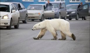 Wycieńczony z głodu niedźwiedź zawędrował na Syberię. Przeszedł 1500 km