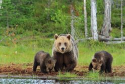 Bieszczady. Niedźwiedzia rodzina znów uwieczniona na filmie