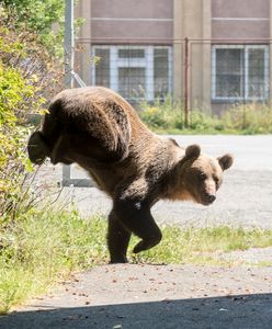 Niedźwiedzie się przebudziły. "Mogą być niebezpieczne"