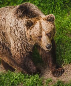 Niedźwiedź zaatakował kobietę. Zaledwie 15 km od słoweńskiej stolicy