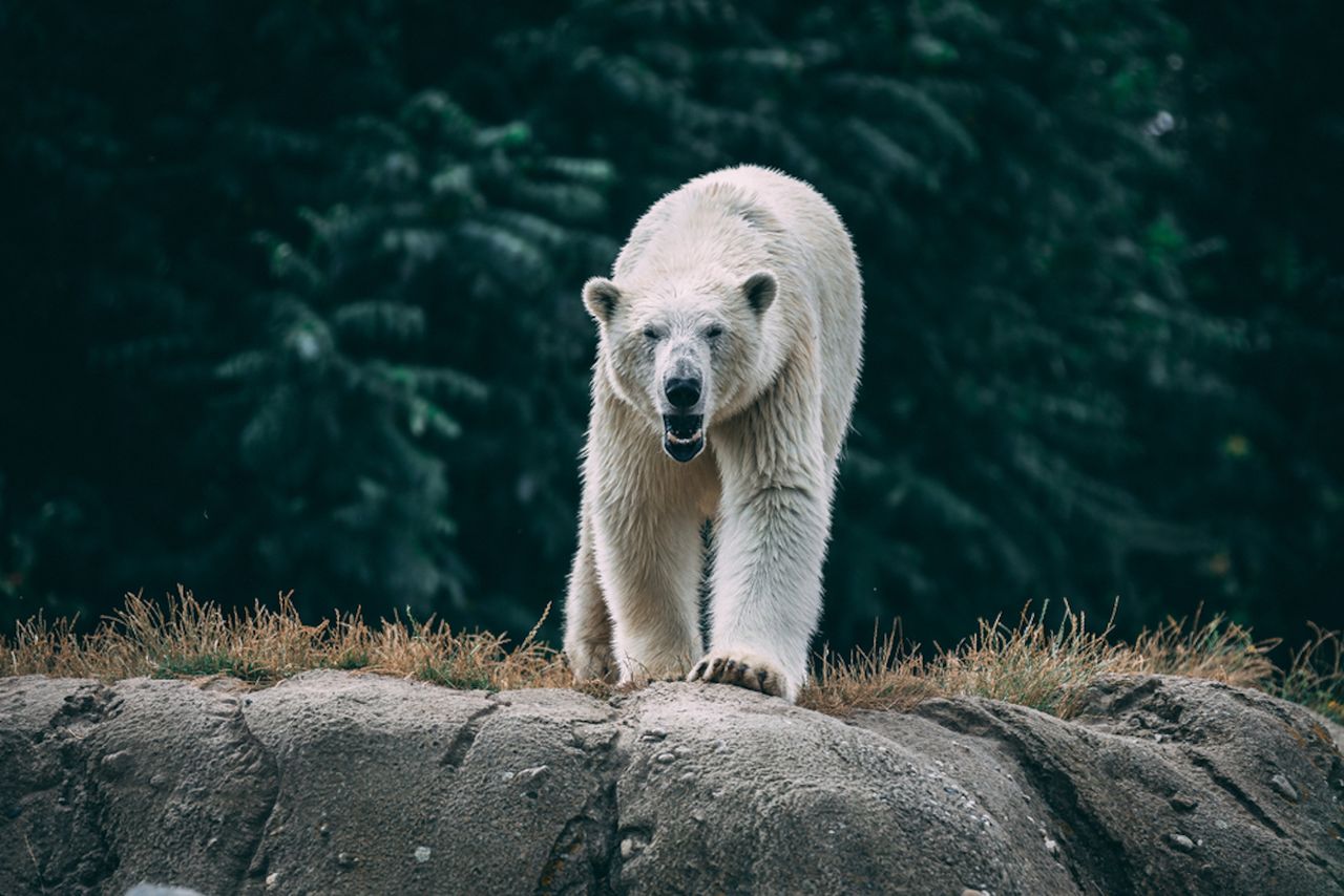 Niedźwiedź polarny w niebezpieczeństwie. Ktoś zrobił sobie z niego żarty