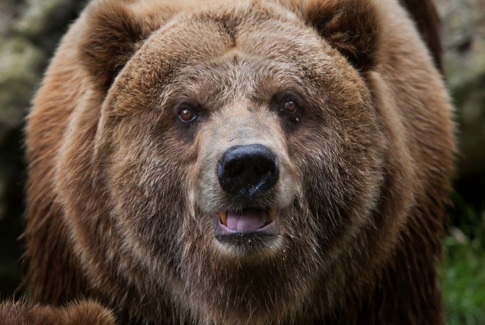 Zgadnij, czy te zwierzęta mieszkają w Polsce