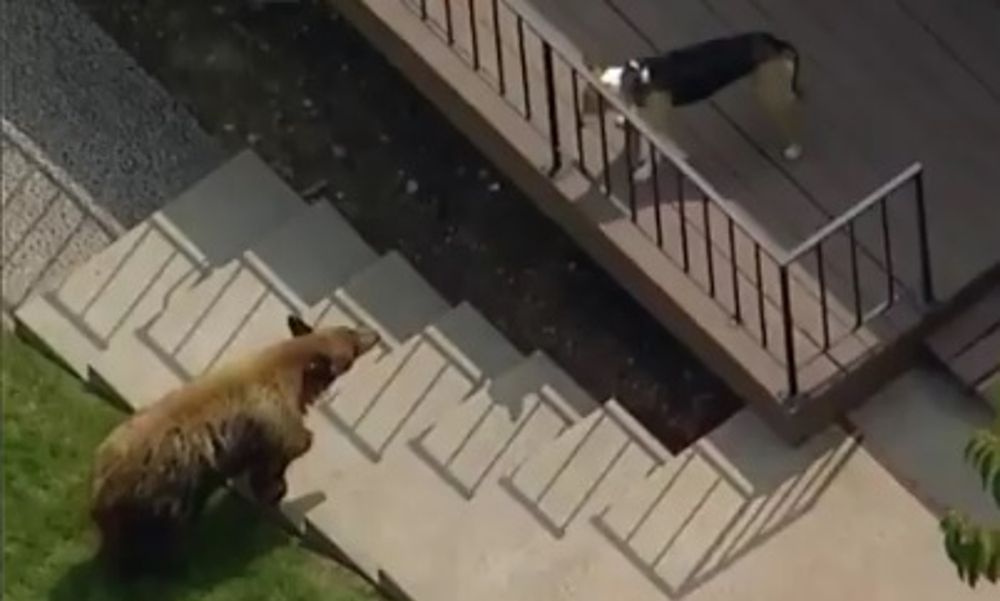 Los Angeles: nieoczekiwany rezultat starcia niedźwiedzia z psem