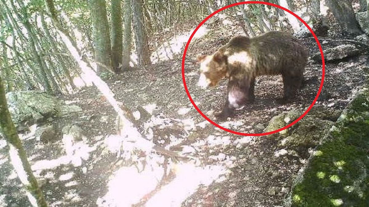 Niedźwiedź brunatny