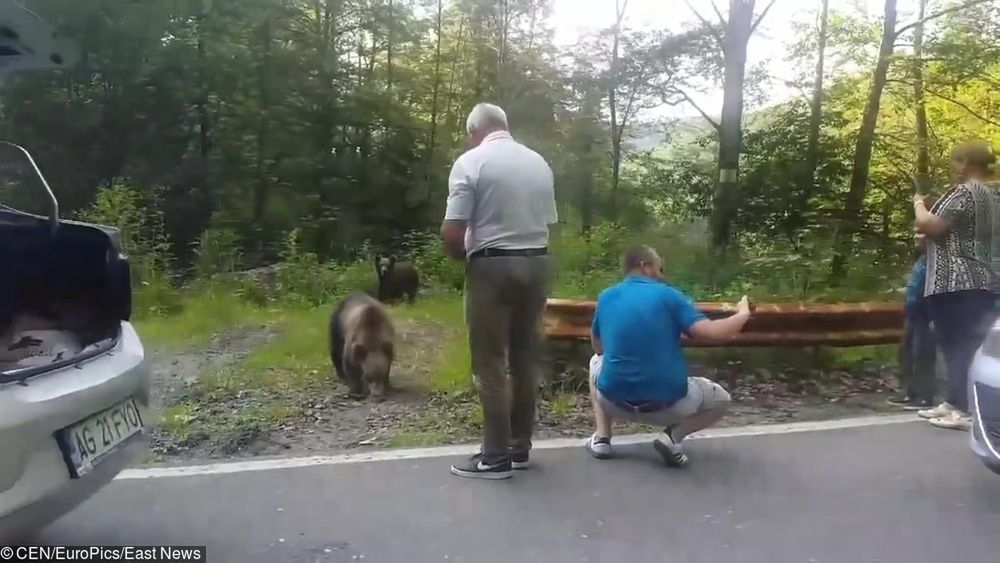 Szokujące nagranie turystów w Rumunii. Dzieci karmiły dzikie niedźwiedzie