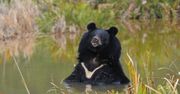 Koronawirus. Nie szczepionka, a żółć niedźwiedzia. Niepokojące zalecenia chińskich ekspertów
