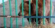 Niedźwiedzica siedziała w więzieniu dla ludzi. Wyszła po 15 latach