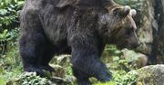 Safari nad Wisłą. Niebezpieczne zwierzęta w pobliżu naszych domów
