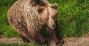 Niedźwiedź zaatakował kobietę. Zaledwie 15 km od słoweńskiej stolicy