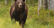 Gorce. Grzybiarz znalazł zwłoki młodego niedźwiedzia. Znana przyczyna śmierci