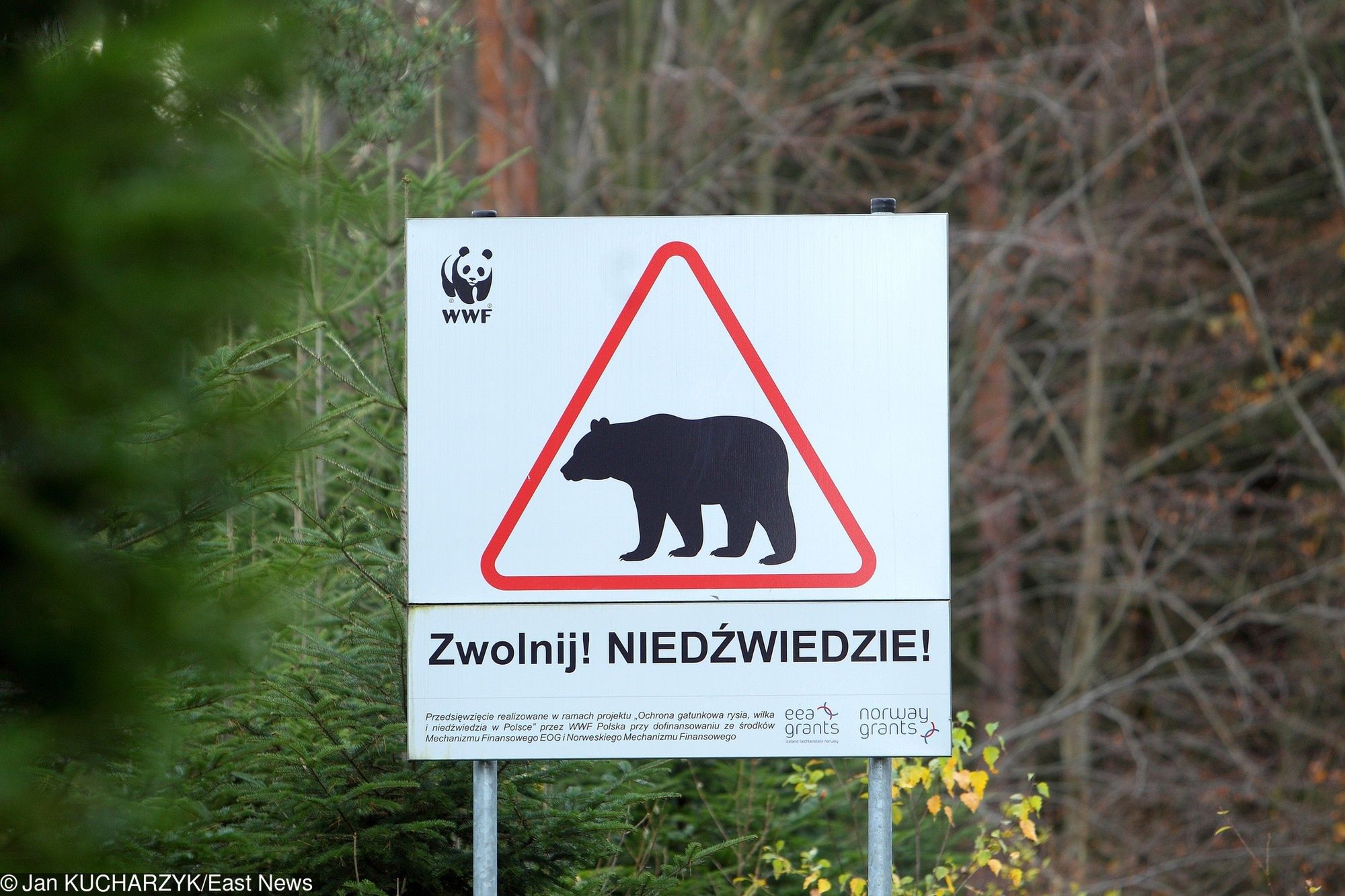 Zaatakowany przez niedźwiedzia trafił do szpitala