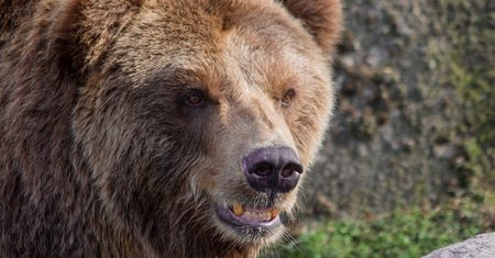 Dzielna Brytyjka uratowała chłopaka zaatakowanego przez niedźwiedzia