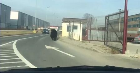 Niedźwiedź biegał po ulicach Braszowa