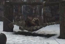 Miś Grześ obudził się ze snu zimowego. Relaksuje się w hamaku