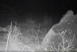 Nadleśnictwo Baligród. Senny niedźwiedź przyłapany na kolacji [WIDEO]