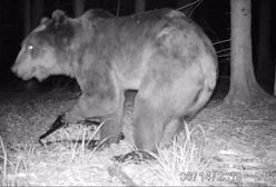 Puszcza Białowieska. Pierwszy taki przypadek od ponad pół wieku