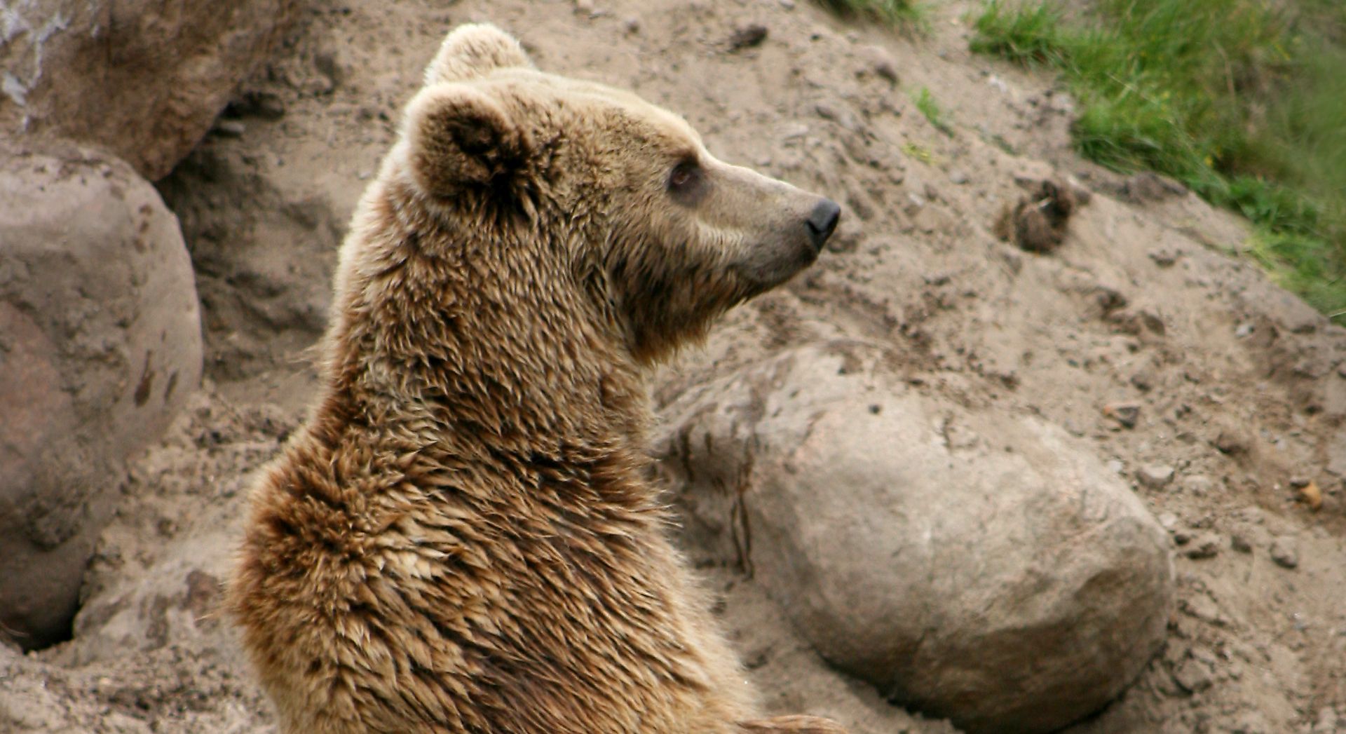 Włosi opłakują śmierć rzadkiego niedźwiedzia. Nie przeżył schwytania przez naukowców