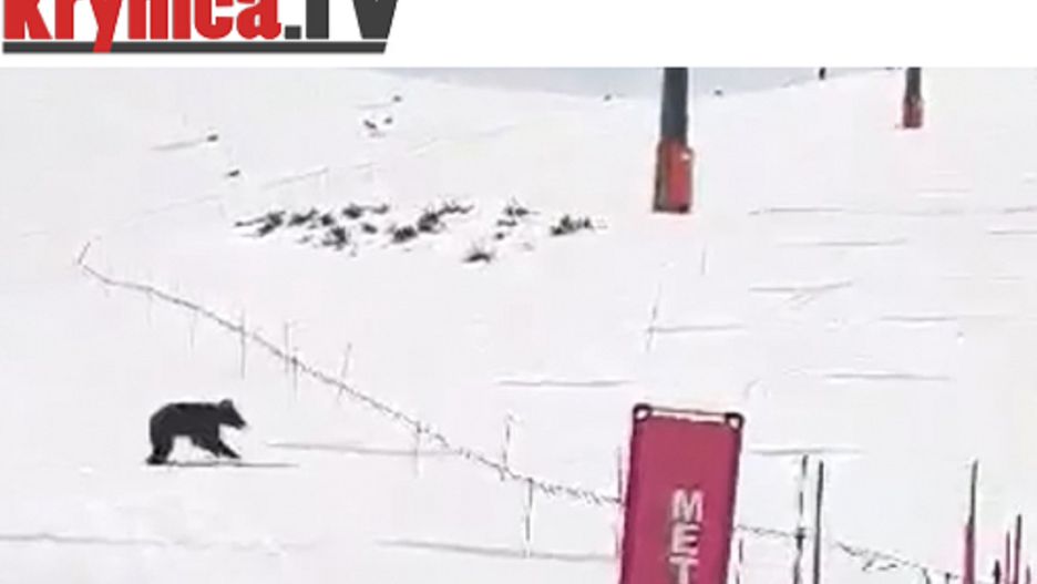 Większość niedźwiedzi już się wybudziła.